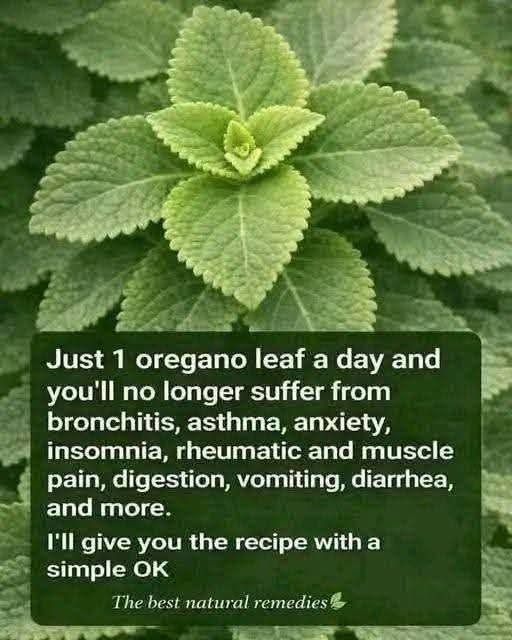 Cuban Oregano Herbal Infusion (Soothing Herbal Tea)