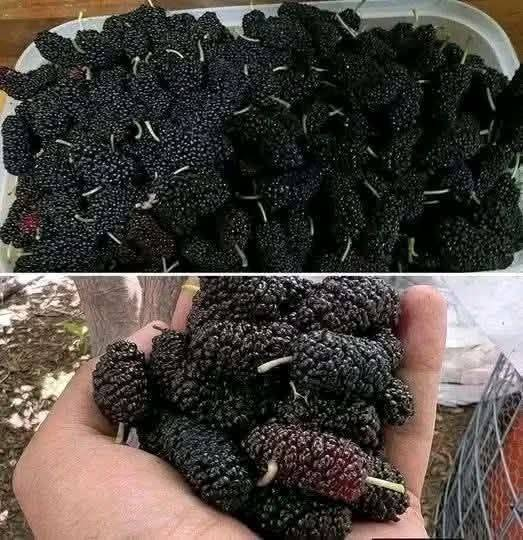 Mulberries (Shahtoot) Recipe & Health Benefits — High-Protein