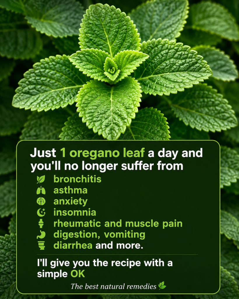 Cuban Oregano Herbal Infusion